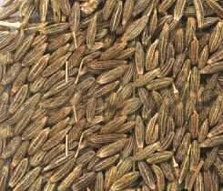 Cumin seeds, Purity :100%