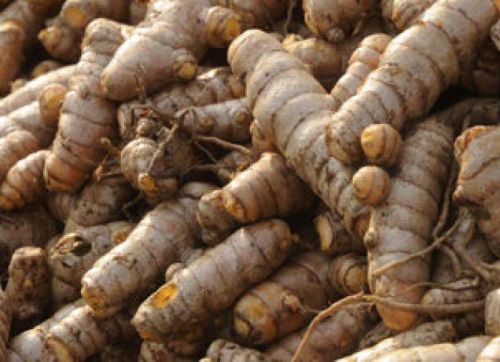 Turmeric finger, Packaging Type : PP Bags