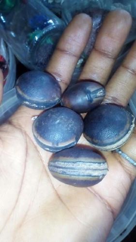 Seeds, Brand Name : mucuna urens for Medicinal, Beats