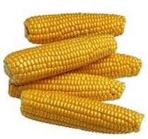 Yellow Corn