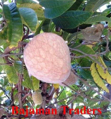 Ramphal Fruits