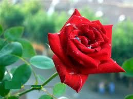 Fresh Rose Flower