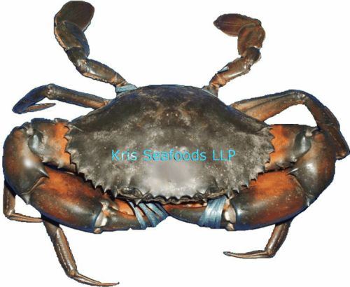 Mud Crabs Live