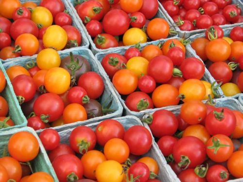 Fresh Tomatoes