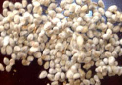 Cotton seeds, Drying Process : Sun Drying