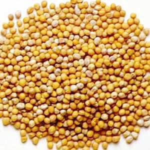 Mustard seeds, Color : Yellow