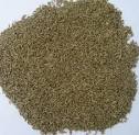 Cumin seed