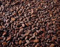 Sell Offer Cocoa Beans