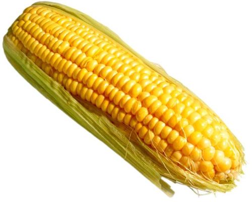 Yellow Corn Maize