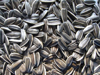Sunflower seeds