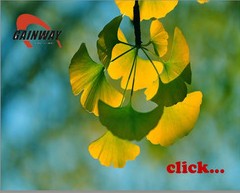 Ginkgo Biloba
