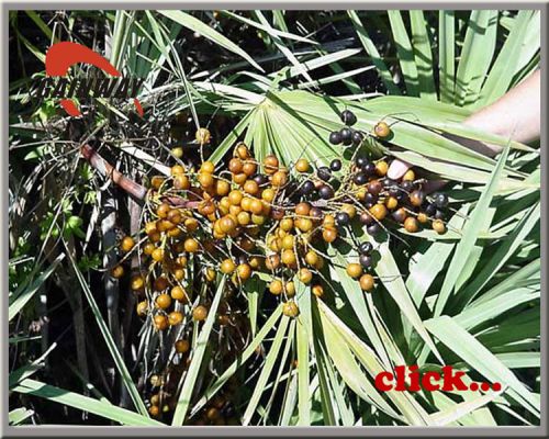Saw Palmetto Fruit Extract, Form : Powder