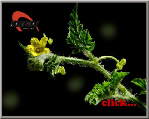 Tribulus Terrestris Extract, Form : Powder