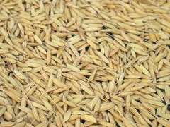 Hard Organic Paddy Rice, For Cooking, Human Consumption, Style : Dried