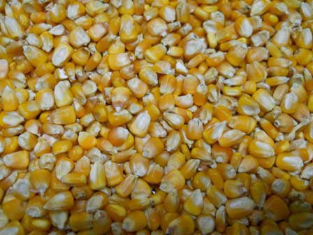 Yellow Maize Seeds For Animals