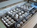Congo African Grey Eggs