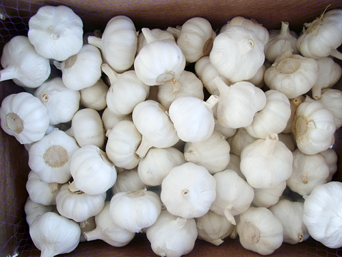 Fresh garlic, Packaging Type : pure white