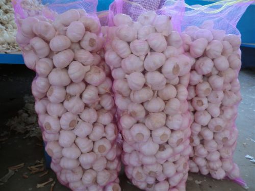 Pure White Fresh Garlic, Brand Name : BN36