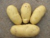 Fresh potato, Usage/Application : Cooking, Baking, Frying, Boiling