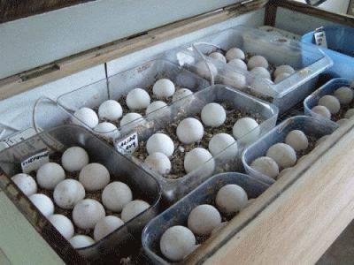 Umbrella Cockatoo Eggs