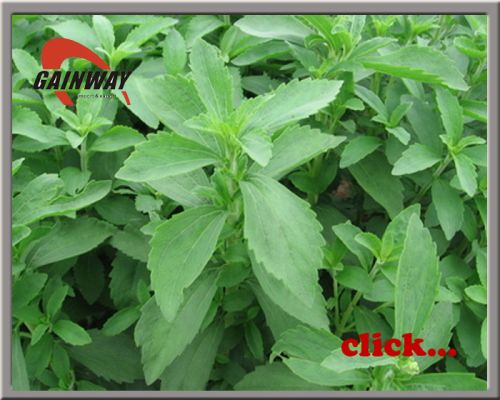 Stevia Extract