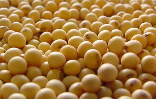 Soyabean, Drying Process : Natural