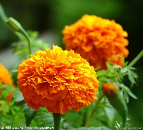 Marigold Extract