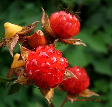 Raspberry P.e, Raspberry Ketone