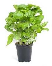 Basil Plants