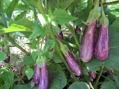 Brinjal Plants