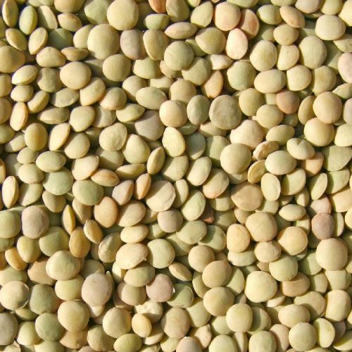 Agricultural Lentil