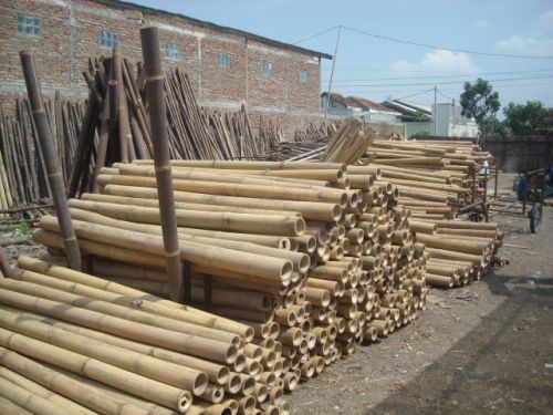 Big Bamboo Poles