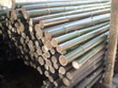 Fresh Cut Bamboo Poles