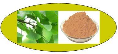 Ginkgo Biloba Extract, Brand Name : Tiaiyang
