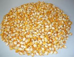 Yellow Maize Seeds