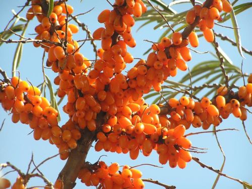 Seabuckthorn Berry