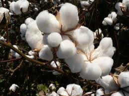 Raw Cotton