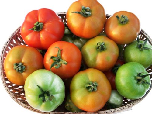 Fresh tomato, Origin : Organic Farm
