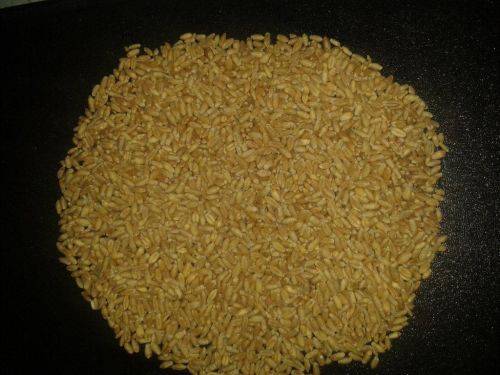 25-50kg wheat, Packaging Type : Brown-Yellow, Shelf Life : 1yrs