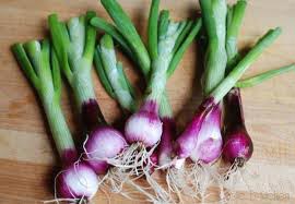 Fresh Spring Onion