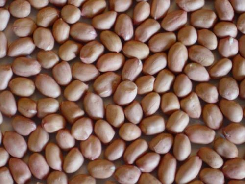 Groundnut Kernels
