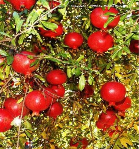 Fresh Pomegranate Fruit