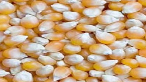 Maize, Packaging Type : Tin Container