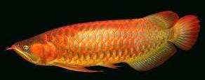 Beautiful Arowana Fish