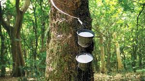 Natural rubber