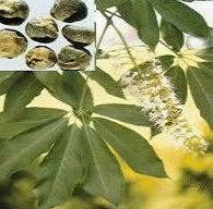 Horse Chestnut Extract, Brand Name : Gainway