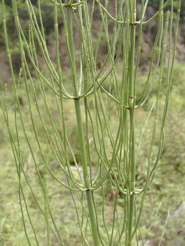 Horsetail Extract, Brand Name : Gainway