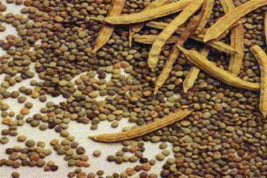 Guar Gum Seeds