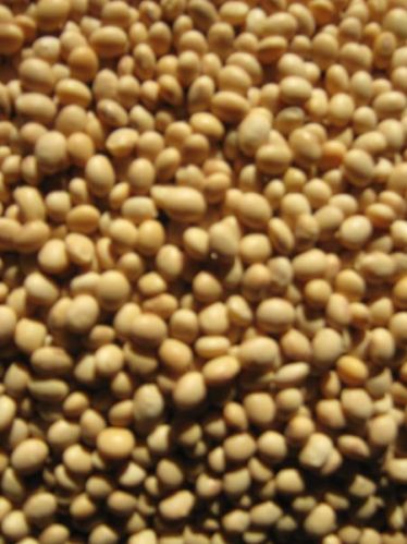 Soybean Seeds