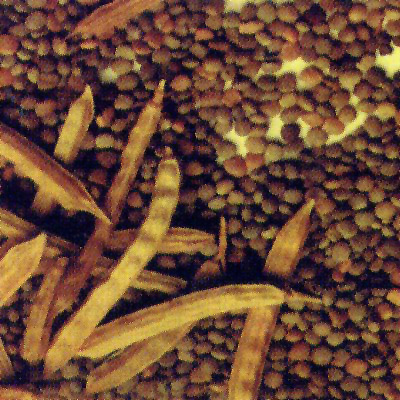 High Quality Guar Gum